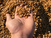 コーヒー豆の精製方法について - 焙煎幸房“そら”