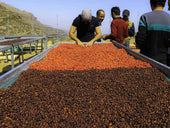 イエメンモカハラズシャムス入荷しました! - 焙煎幸房“そら”