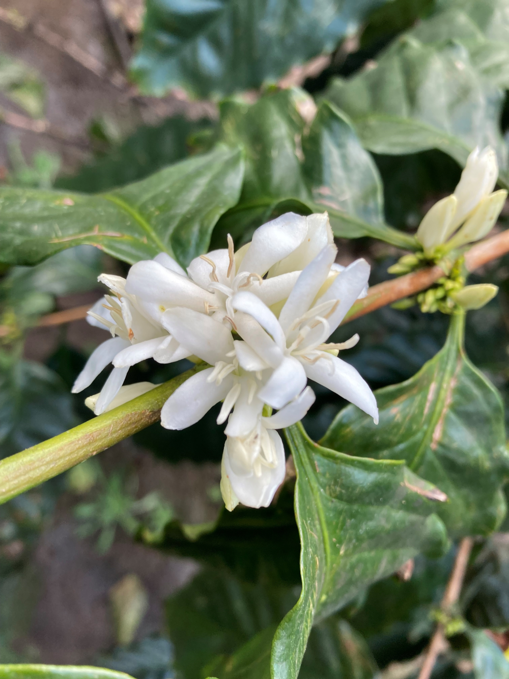 岐阜県産コーヒー豆<br>岐阜コーヒー農園<br>【浅煎り】10g×2袋<br>チェリーのような甘い香り、ヨーグルトやあんずのような酸味、あんこのようなしっかりとした甘さのある余韻<br>苦味 ★☆☆☆☆ <br>酸味 ★★★☆☆ <br>甘み ★★★★★ <br>コク ★★★★☆ <br>香り ★★★★☆ - 焙煎幸房“そら”
