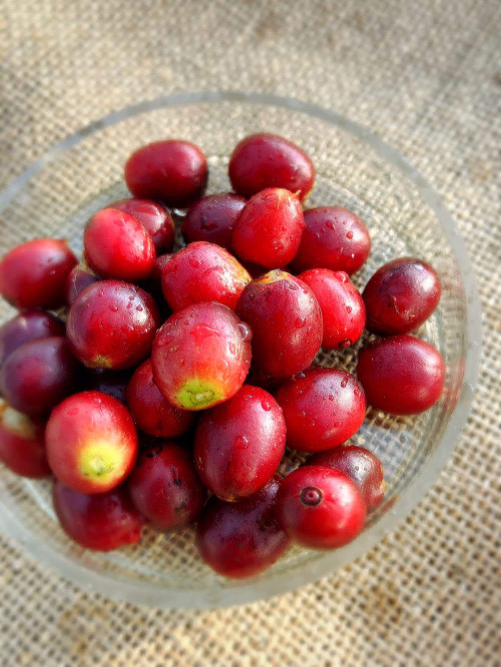 岐阜県産コーヒー豆<br>岐阜コーヒー農園<br>【浅煎り】10g×2袋<br>チェリーのような甘い香り、ヨーグルトやあんずのような酸味、あんこのようなしっかりとした甘さのある余韻<br>苦味 ★☆☆☆☆ <br>酸味 ★★★☆☆ <br>甘み ★★★★★ <br>コク ★★★★☆ <br>香り ★★★★☆ - 焙煎幸房“そら”