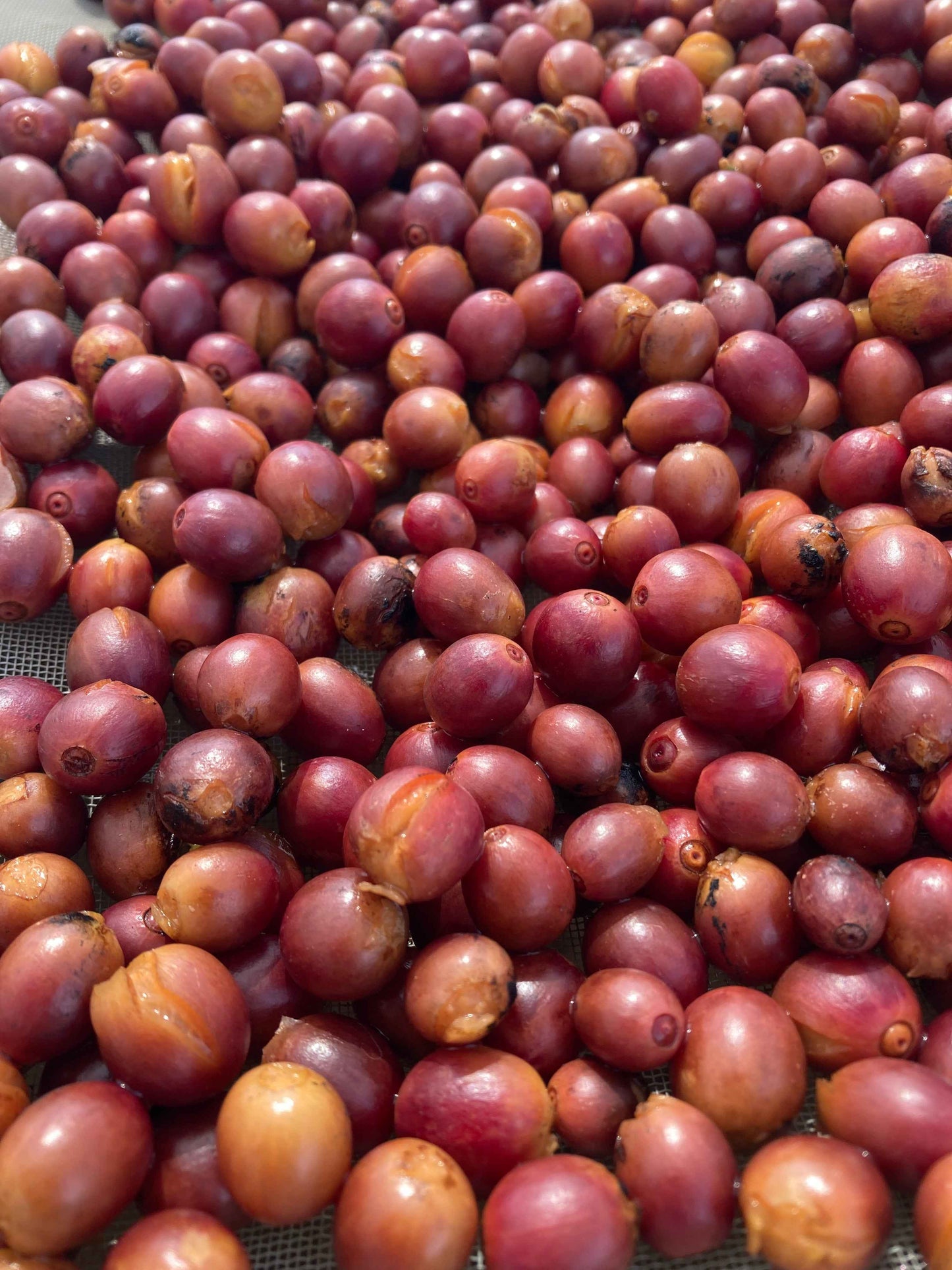 岐阜県産コーヒー豆<br>岐阜コーヒー農園<br>【浅煎り】10g×2袋<br>チェリーのような甘い香り、ヨーグルトやあんずのような酸味、あんこのようなしっかりとした甘さのある余韻<br>苦味 ★☆☆☆☆ <br>酸味 ★★★☆☆ <br>甘み ★★★★★ <br>コク ★★★★☆ <br>香り ★★★★☆