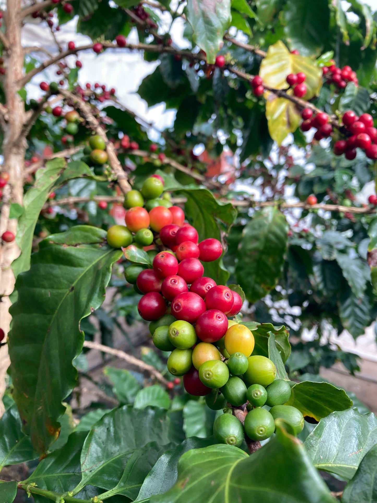 岐阜県産コーヒー豆<br>岐阜コーヒー農園<br>【浅煎り】10g×2袋<br>チェリーのような甘い香り、ヨーグルトやあんずのような酸味、あんこのようなしっかりとした甘さのある余韻<br>苦味 ★☆☆☆☆ <br>酸味 ★★★☆☆ <br>甘み ★★★★★ <br>コク ★★★★☆ <br>香り ★★★★☆