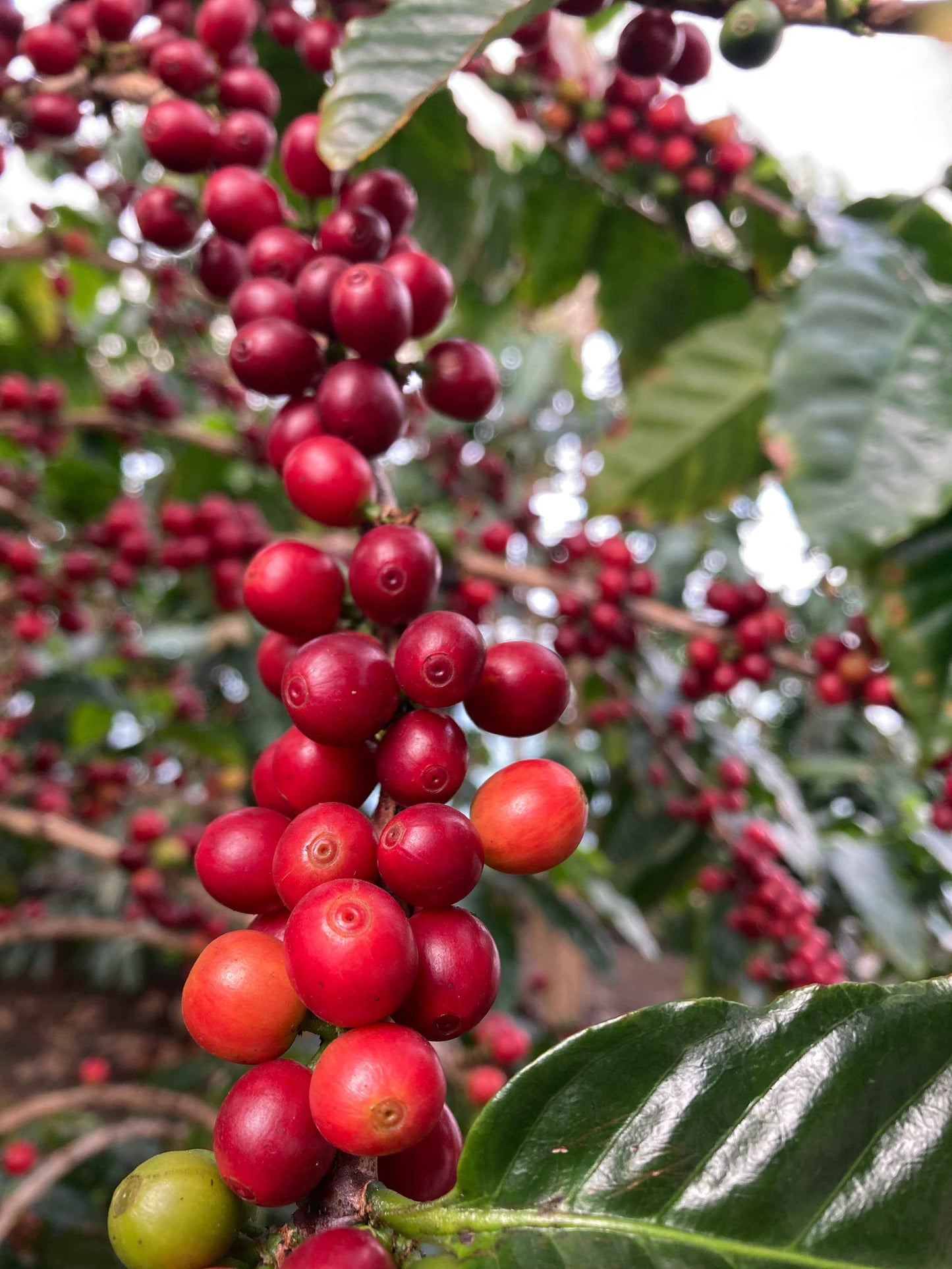 岐阜県産コーヒー豆<br>岐阜コーヒー農園<br>【浅煎り】10g×2袋<br>チェリーのような甘い香り、ヨーグルトやあんずのような酸味、あんこのようなしっかりとした甘さのある余韻<br>苦味 ★☆☆☆☆ <br>酸味 ★★★☆☆ <br>甘み ★★★★★ <br>コク ★★★★☆ <br>香り ★★★★☆