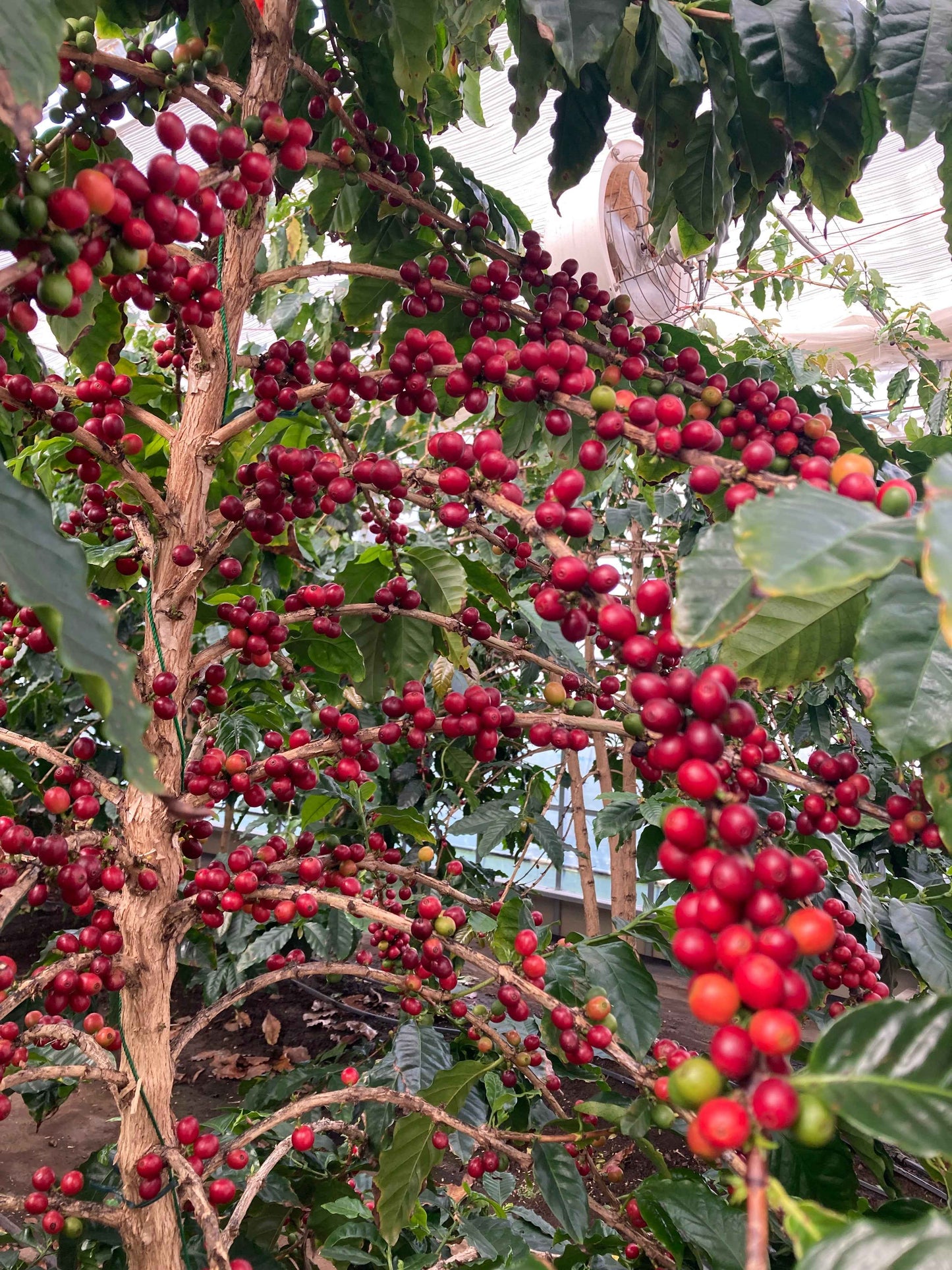 岐阜県産コーヒー豆<br>岐阜コーヒー農園<br>【浅煎り】10g×2袋<br>チェリーのような甘い香り、ヨーグルトやあんずのような酸味、あんこのようなしっかりとした甘さのある余韻<br>苦味 ★☆☆☆☆ <br>酸味 ★★★☆☆ <br>甘み ★★★★★ <br>コク ★★★★☆ <br>香り ★★★★☆