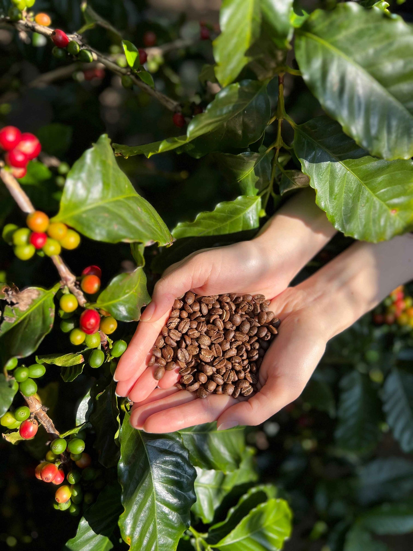岐阜県産コーヒー豆<br>岐阜コーヒー農園<br>【浅煎り】10g×2袋<br>チェリーのような甘い香り、ヨーグルトやあんずのような酸味、あんこのようなしっかりとした甘さのある余韻<br>苦味 ★☆☆☆☆ <br>酸味 ★★★☆☆ <br>甘み ★★★★★ <br>コク ★★★★☆ <br>香り ★★★★☆