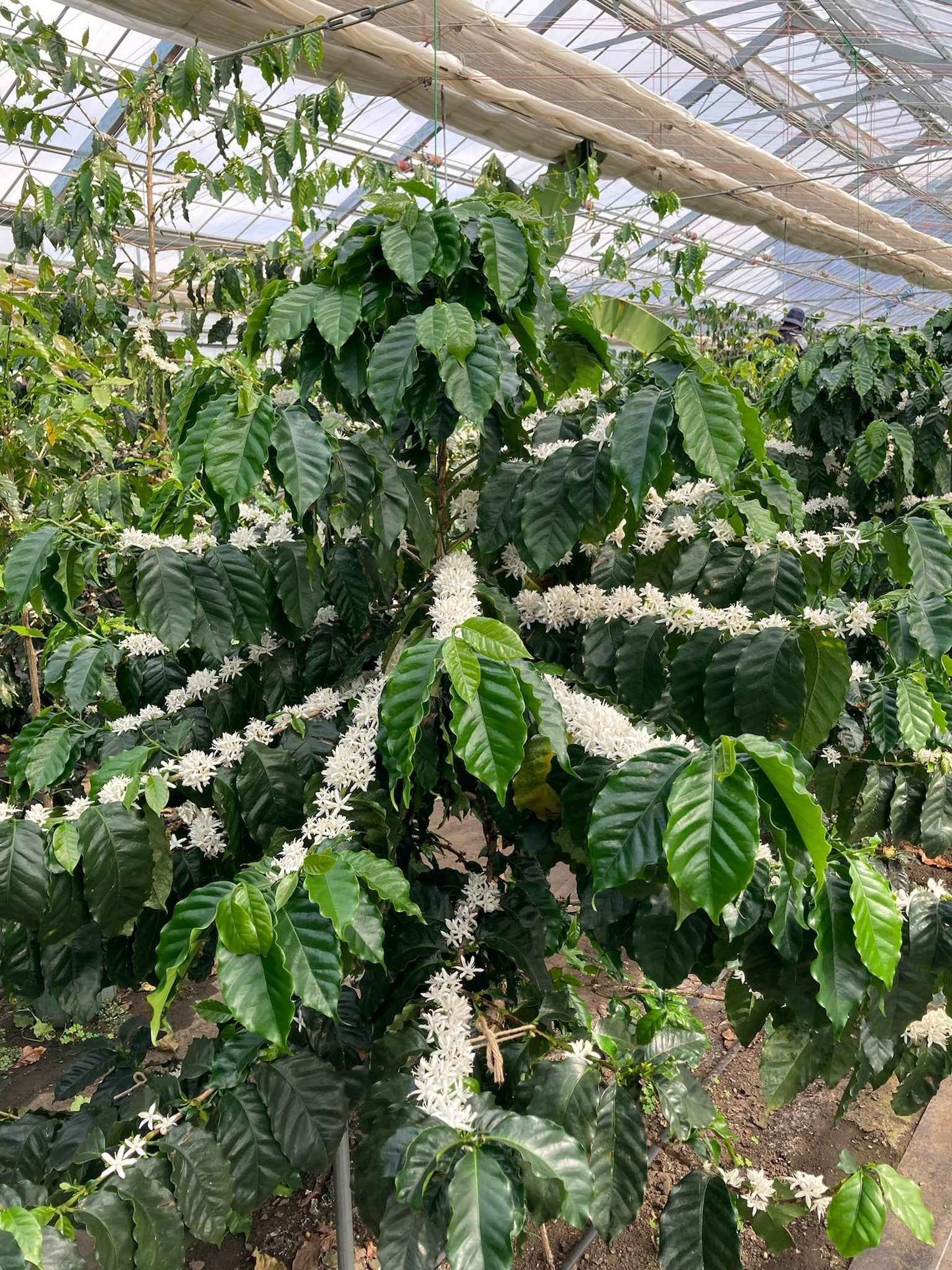 岐阜県産コーヒー豆<br>岐阜コーヒー農園<br>【浅煎り】10g×2袋<br>チェリーのような甘い香り、ヨーグルトやあんずのような酸味、あんこのようなしっかりとした甘さのある余韻<br>苦味 ★☆☆☆☆ <br>酸味 ★★★☆☆ <br>甘み ★★★★★ <br>コク ★★★★☆ <br>香り ★★★★☆