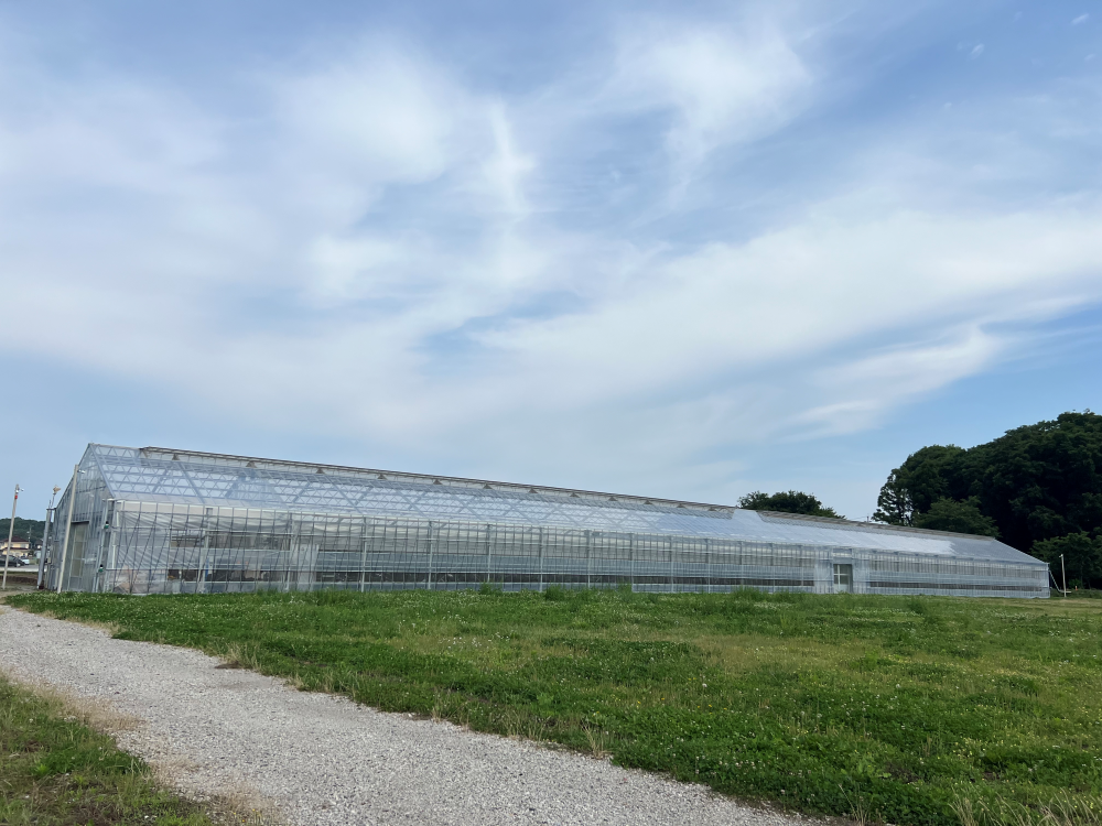 岐阜県産コーヒー豆<br>岐阜コーヒー農園<br>【浅煎り】10g×2袋<br>チェリーのような甘い香り、ヨーグルトやあんずのような酸味、あんこのようなしっかりとした甘さのある余韻<br>苦味 ★☆☆☆☆ <br>酸味 ★★★☆☆ <br>甘み ★★★★★ <br>コク ★★★★☆ <br>香り ★★★★☆ - 焙煎幸房“そら”