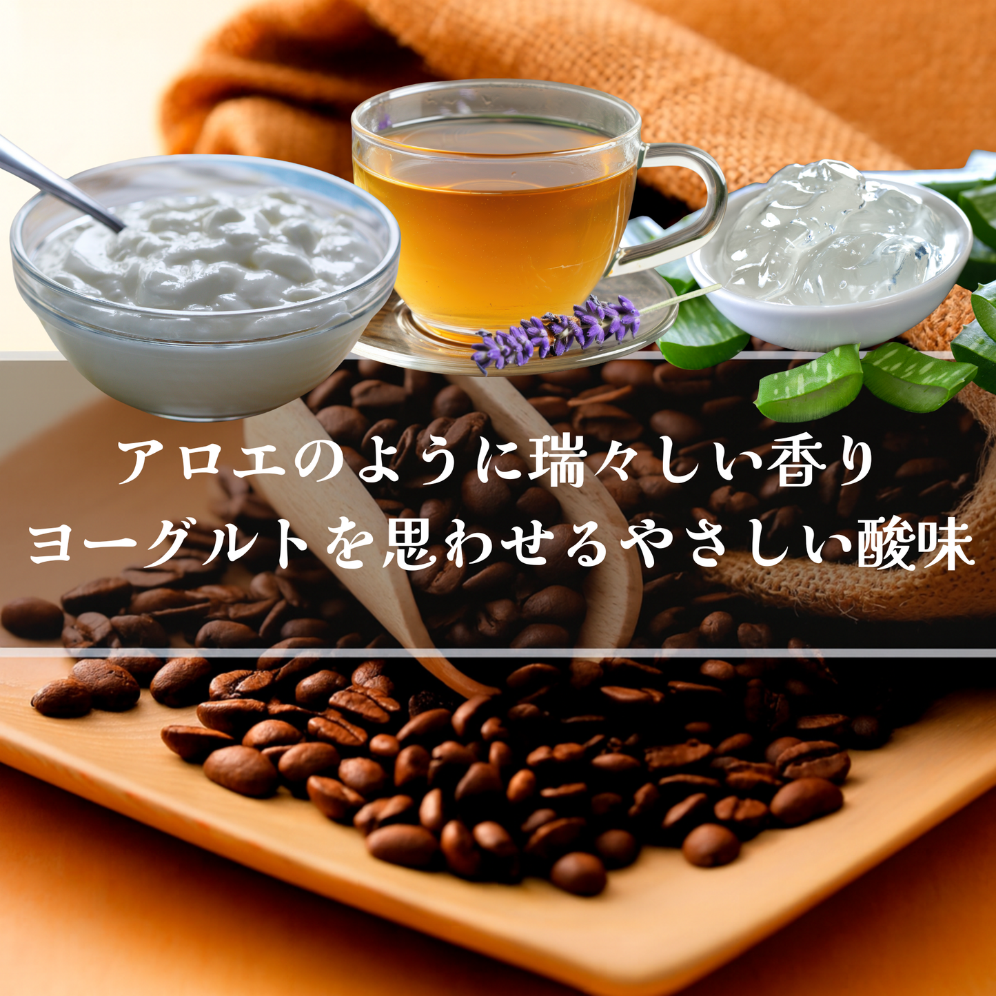 コロンビア<br>チロソ ラス フローレス農園<br>【浅煎り】<br>アロエのように瑞々しい香り、ヨーグルトを思わせるやさしい酸味、ハーブティーのような爽快さ、そして…もう言葉では表せない、不思議で心に残る一杯<br>苦味 ★☆☆☆☆<br>酸味 ★★★☆☆<br>甘み ★★★★☆<br>コク ★★★★★<br>香り ★★★★★